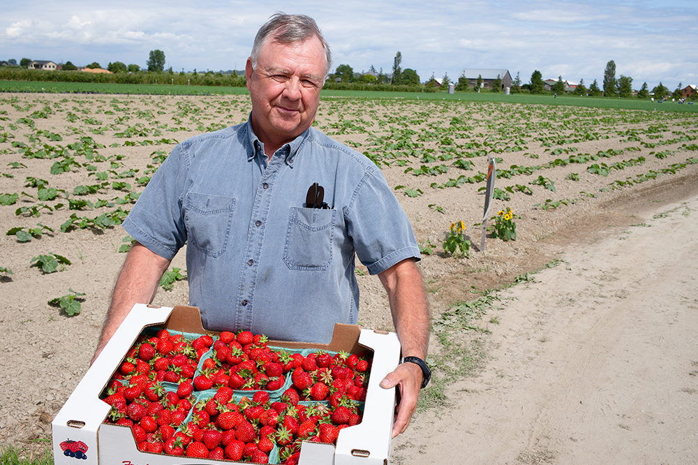 Reeling in Workers’ Compensation Costs for a Berry Crop Producer